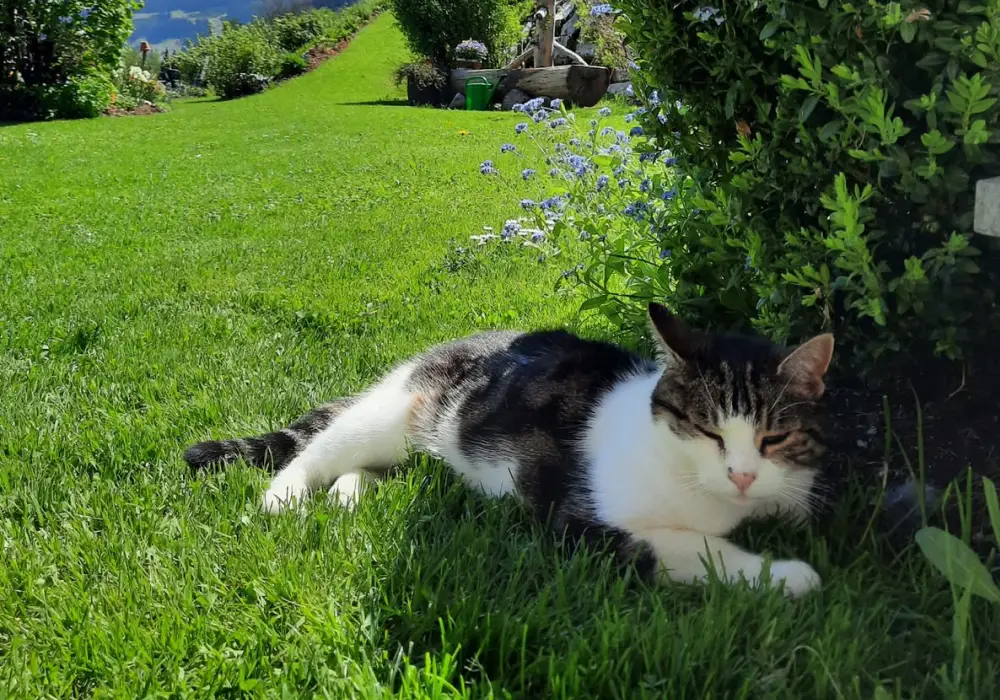 Eine Katze liegt im Gras