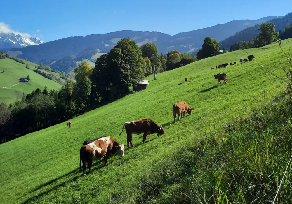 Kühe grasen auf einer Weide