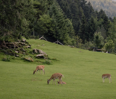 Wild- und Erlebnispark Ferleiten